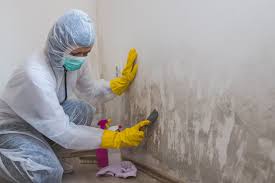 Best Mold Documentation for Insurance Claims in Santa Barbara, CA